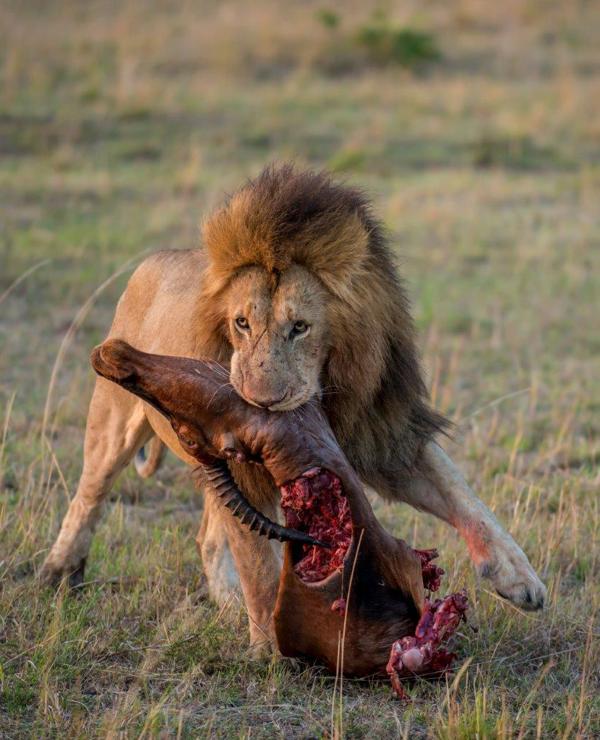 Lions provide a thrilling encounter and watching them feeding on a kill reveals the circle of life in nature.
