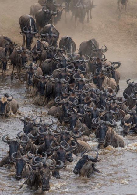 Our Kenya safaris are always timed to coincide with the World famous migration! The Great Migration is one of the most impressive natural events worldwide, involving some 1,300,000 wildebeest, 500,000 Thompsonâ€™s gazelles, 18,000 elands, and 200,000 zebras. These migrants are followed along their annual, circular route by predators, most notably lions and hyena. 