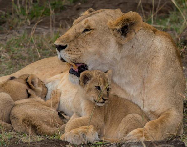 Nothing brings more joy than witnessing the parental love of a lioness with her newborn cubs and the `kitten likeâ€™ playfulness of the young. 