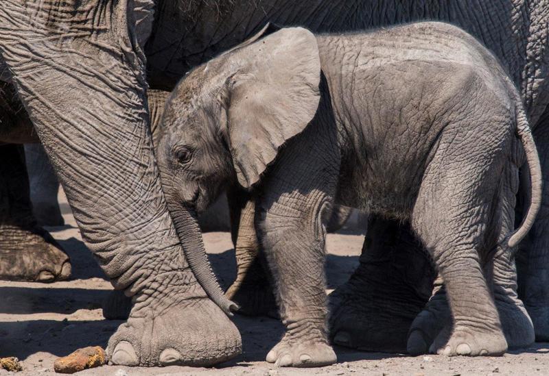 By comparison with other animals, elephants demonstrate the most parental care of their young with mum, aunties, brothers and sisters all looking after and educating the little ones.