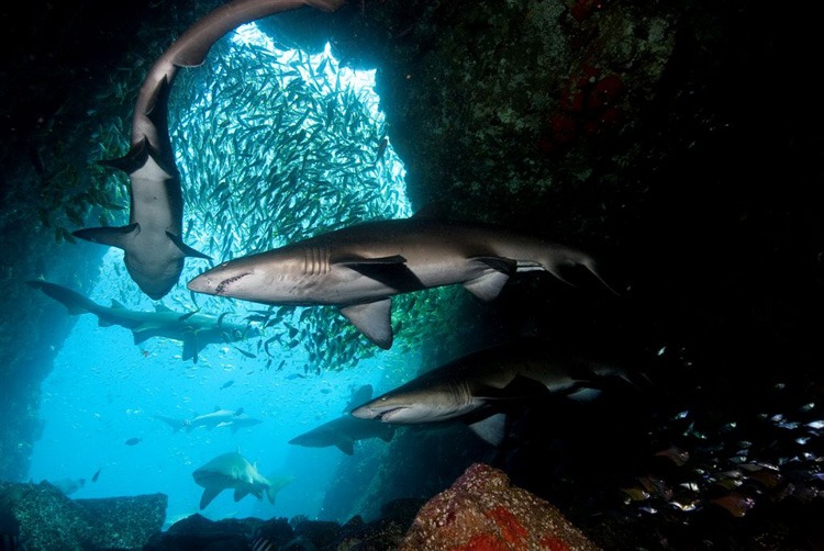 Grey Nurse Sharks at Fish Rock Cave