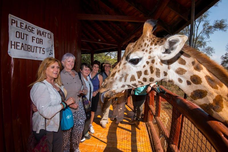 Day one - our group enjoy the giraffe Centre, Nairobi. The Africa Fund for Endangered Wildlife (A.F.E.W.) Kenya was founded in 1979 by the late Jock Leslie-Melville, a Kenyan citizen of British descent, and his American-born wife, Betty Leslie-Melville. They began the Giraffe Centre after discovering the sad plight of the Rothschild Giraffe. A subspecies of the giraffe found only in the grasslands of East Africa.