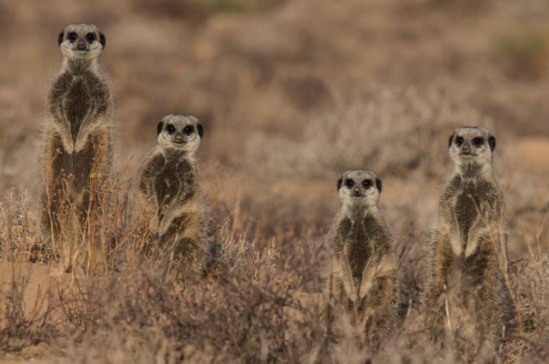 Our extensions included the arid landscapes of Namibia where cheetah roam sand dunes while herds of game animals converge from the desert to congregate at waterholes. Not to mention South Africaâ€™s wonderful luxury lodges in the Kruger National Park or their gorgeous Meerkats.