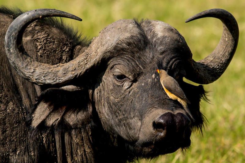 Herds of Zebra & Cape Buffalo are an exciting interruption during the transfer to our wilderness camp in the Mara and the groups first scramble for cameras begin. From now on they will have learned to have their cameras ready at all times!