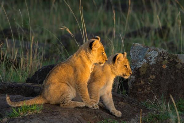 At this time of year, during the migration which lasts from July to October, everything has babies so the wildlife interaction is wonderful. It is the ultimate time of year to visit Africa and Kenya is the ultimate destination to witness it all.