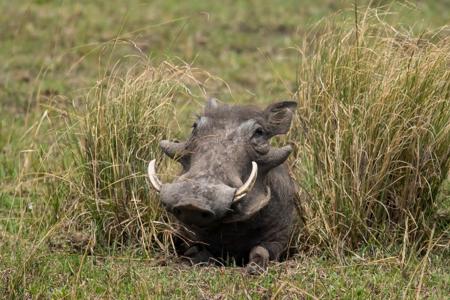 Wildlife encounters are not all about `The Big Fiveâ€™ the passionate animal lover and photographer will enjoy encounters with the `Ugly Fiveâ€™ which includes the ubiquitous warthog.