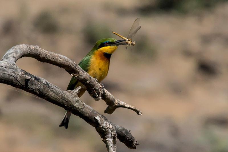 The `Flying 500â€  includes hundreds of spectacular birds such as the Lilac Breasted Roller or this Little Bee Eater which has just captured a Dragon Fly.