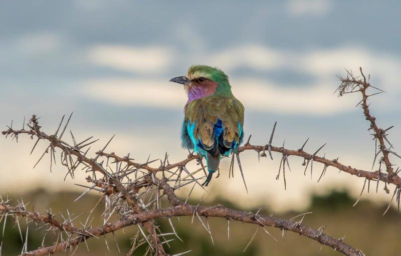 Lilac Breasted Roller 