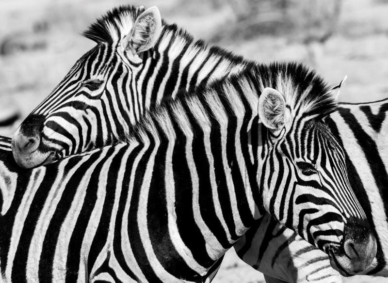 Herds of Zebra & Cape Buffalo are an exciting interruption during the transfer to our wilderness camp in the Mara and the groups first scramble for cameras begin. From now on they will have learned to have their cameras ready at all times!