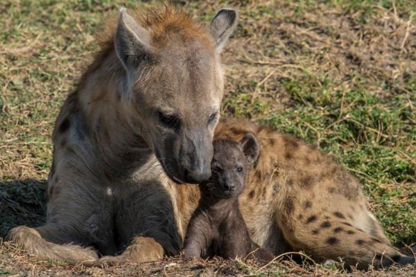 Even baby hyenas are cute and well cared for by their mother. 