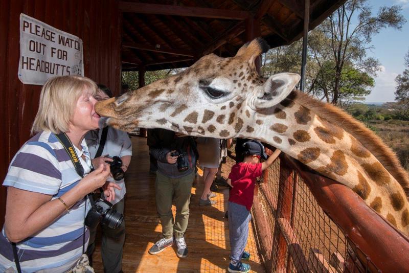 We didnâ€™t warn our group that a giraffe kiss was on the agenda but it wasnâ€™t long before they all lined up for one. Diana is clearly enjoying her first giraffe smooch!