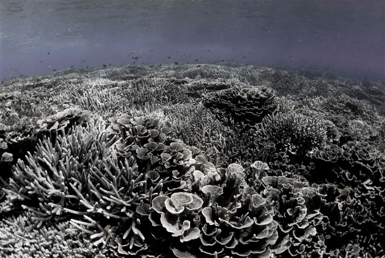 Acropora Coral Garden