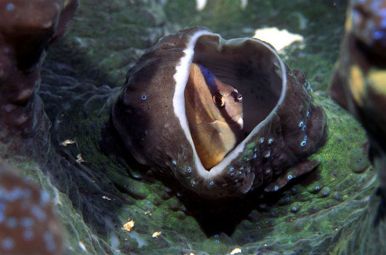 Butterflyfish & Giant Clam