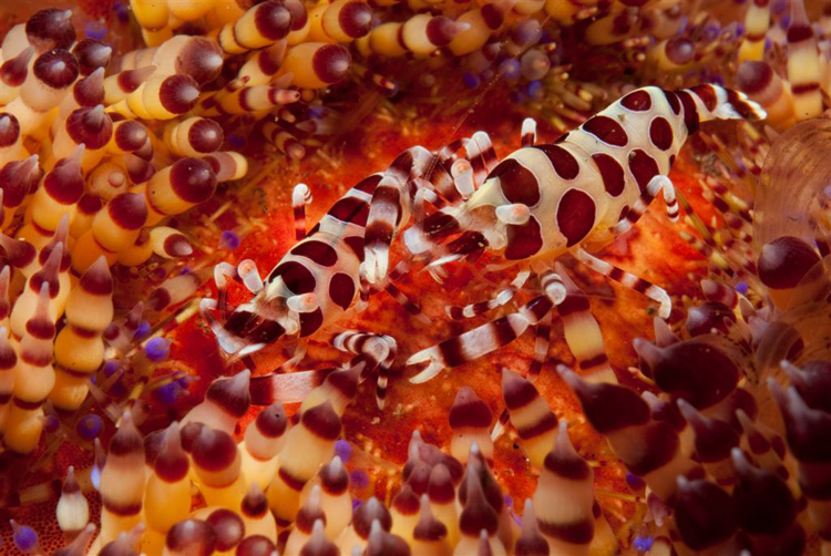 Coleman Shrimp Pair on Fire Urchin