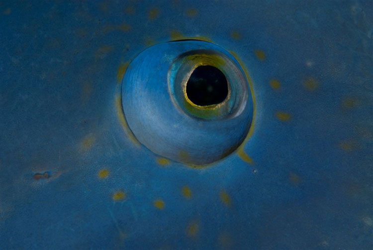 Eye of Blue Groper