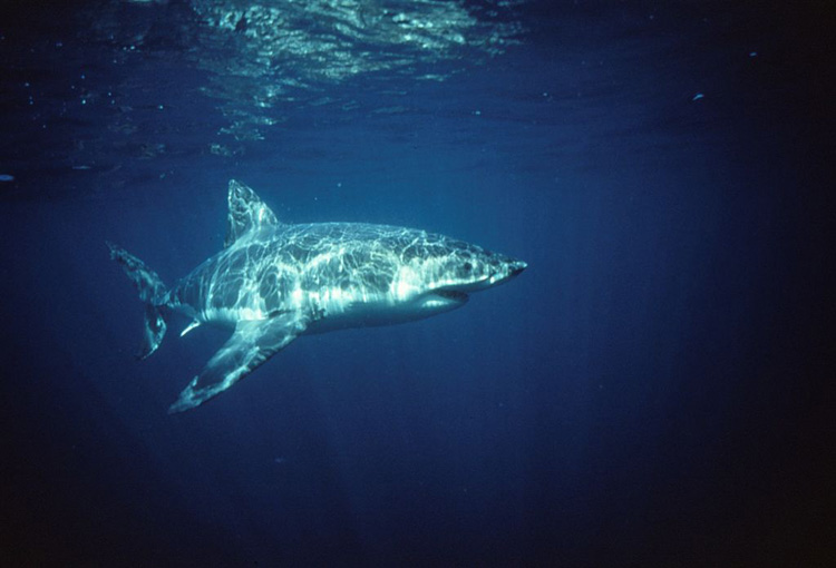 Great White Shark in Sunbeams