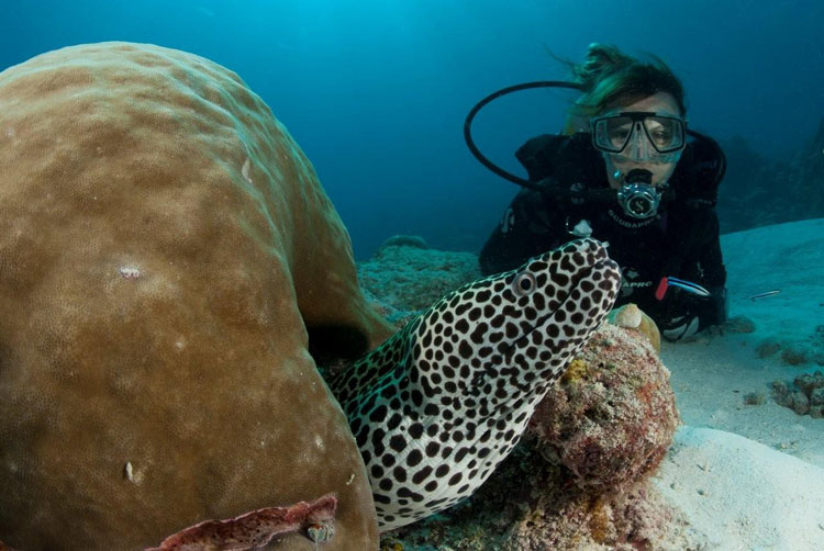 Honeycomb Moray & Model