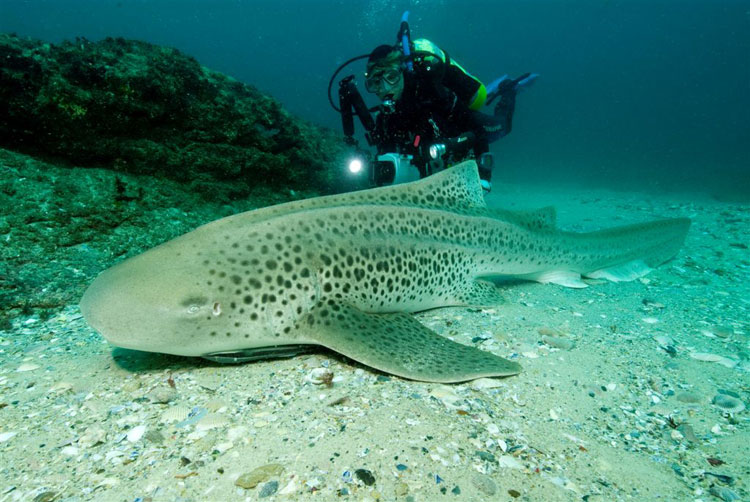 Leopard Shark & Cherie 