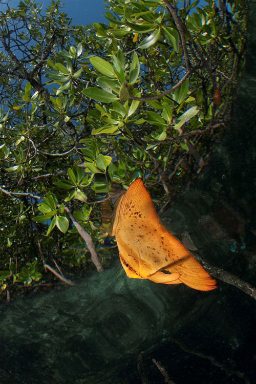 Round Batfish in Blue Water Mangroves