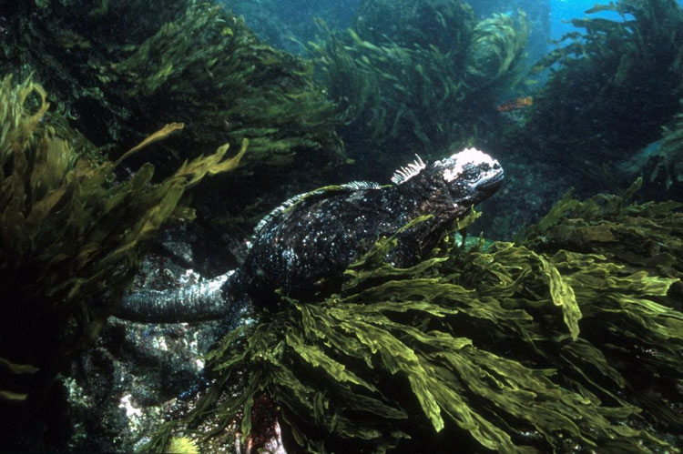 Galapagos Marine Iguana