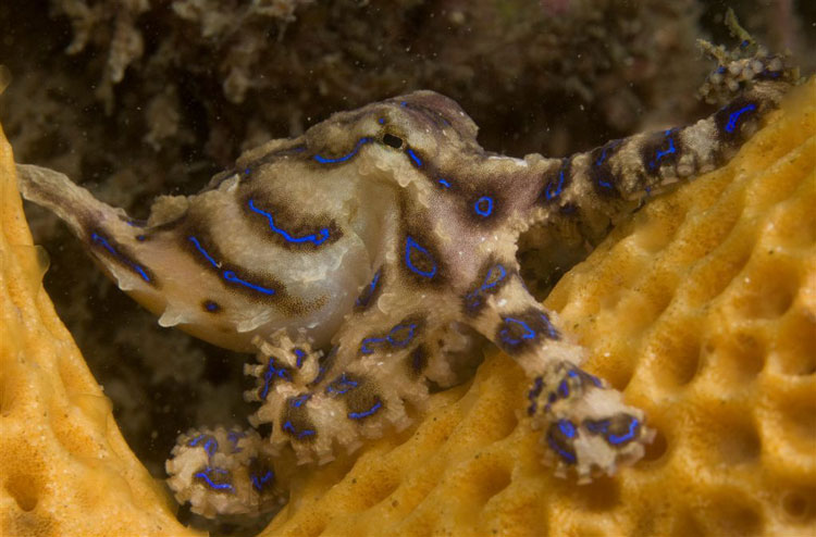 Blue Lined Octopus