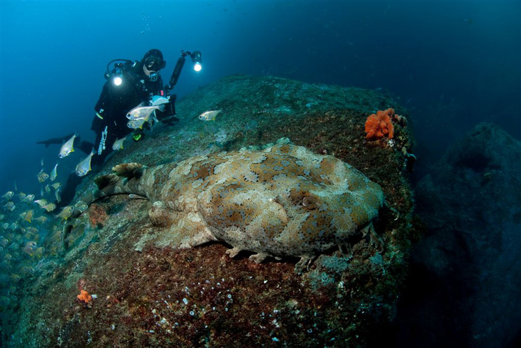 Ornate Wobbegong at Fish Rock