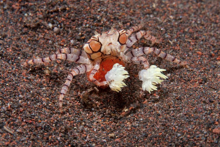 Pregnant Boxer Crab