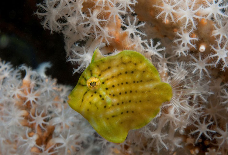 Pygmy Leatherjacket in Soft Coral
