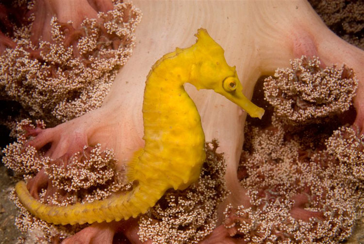 Seahorse in Soft Coral