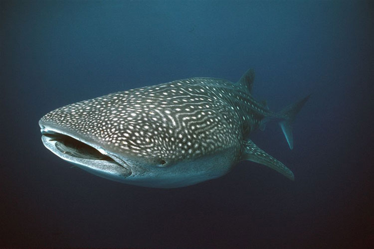 Whale Shark - Rhiniodon typus