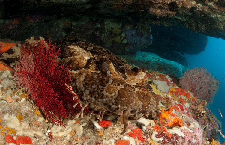 Banded Wobbegong & Gorgonians