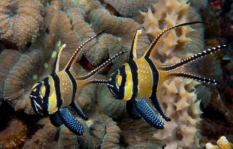 Banggai Cardinalfish