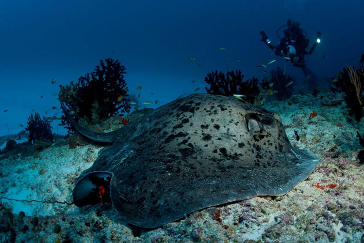 Blotched Fantail Ray