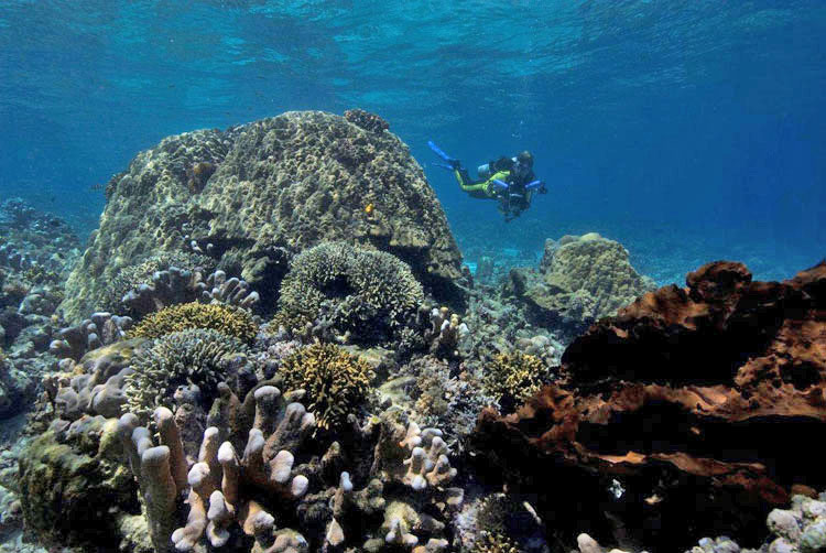 Bunaken Marine Park - Coral Reef Seascape