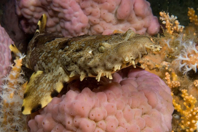 Dwarf Ornate Wobbegong Shark