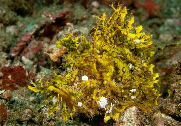 Lacy Scorpionfish