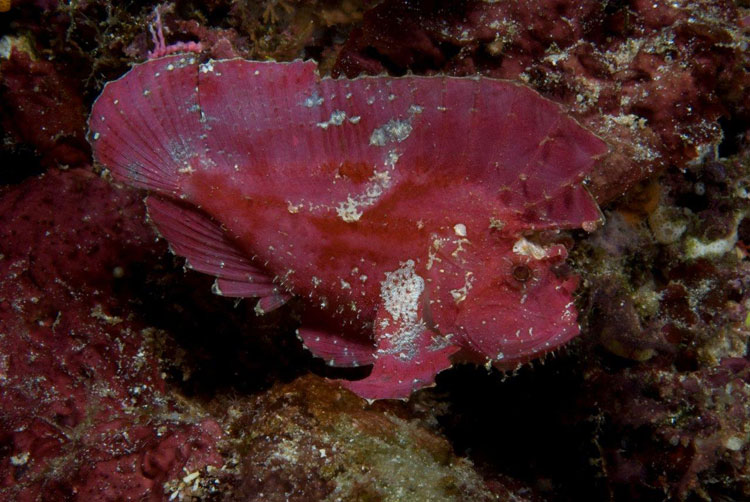 Leaf Scorpionfish