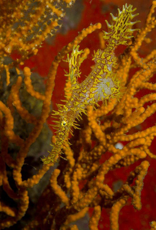 Pregnant Female Ghostpipefish