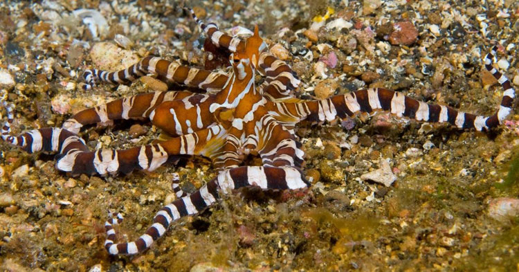 Wunderpus Octopus