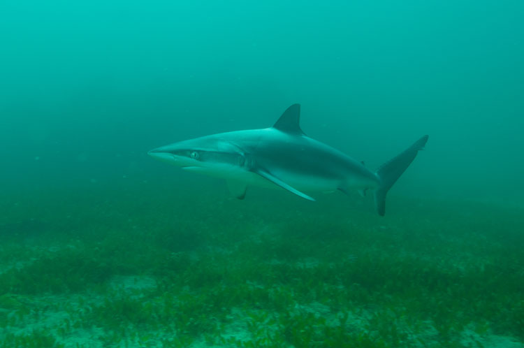 Dusky Whaler Shark