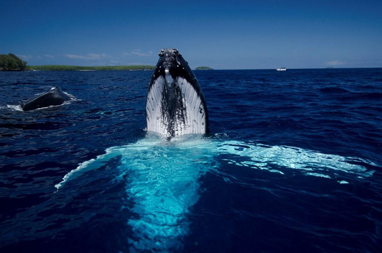 Humpback Whale Spy Hop