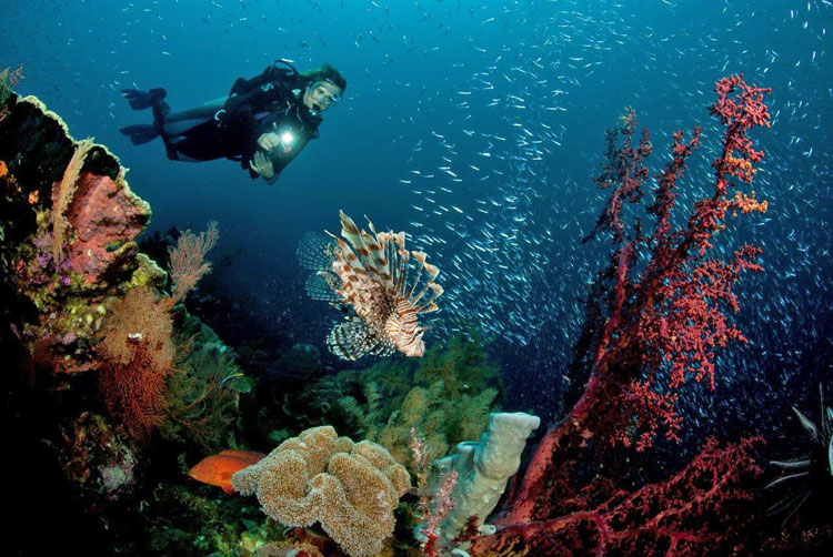 Cherie & the Lionfish