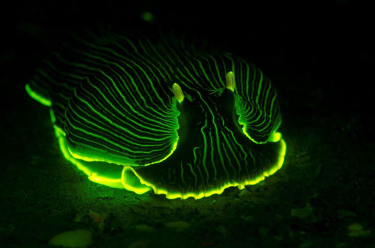 Fluorescent Nudibranch