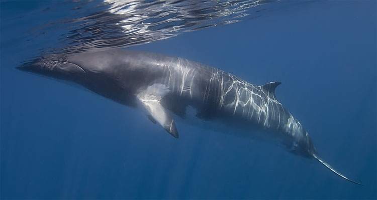 Face to Face with Minke Whales