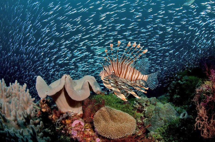 Lionfish in Coral Gardens