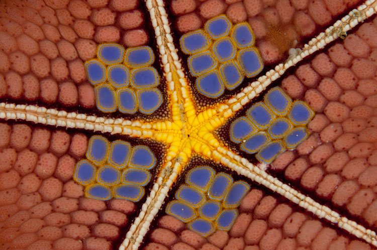 Pin Cushion Sea Star Abstract