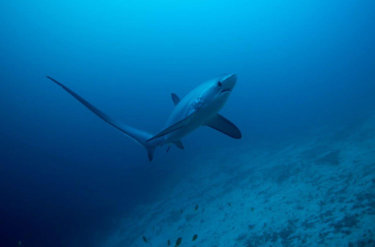 Thresher Shark