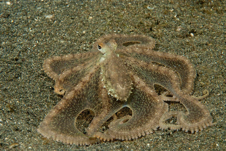 White V Octopus hunting prey