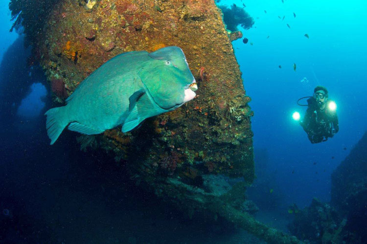 Bumphead parrotfish meets Cherie