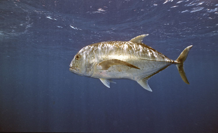 Giant Trevally